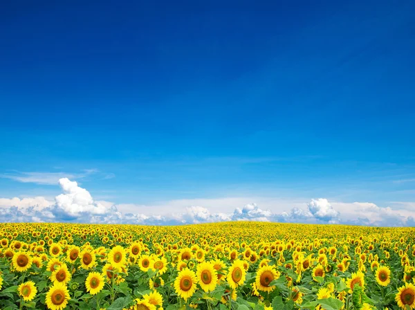 Kvetoucí pole slunečnice na modré obloze — Stock fotografie