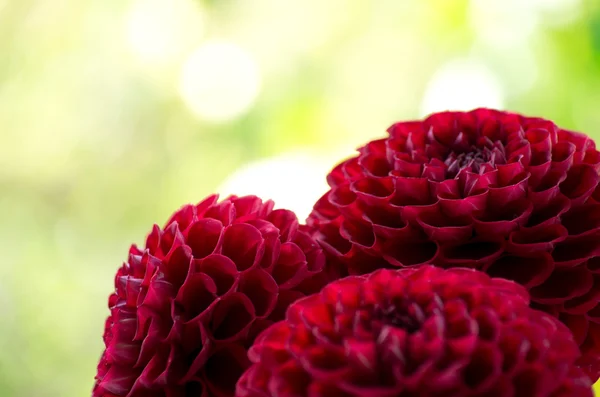 Flower — Stock Photo, Image