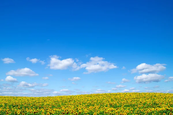 Sonnenblumen — Stockfoto