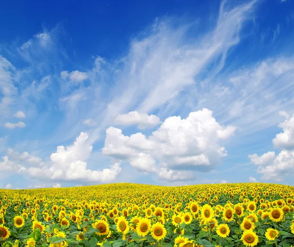 Zonnebloemen — Stockfoto