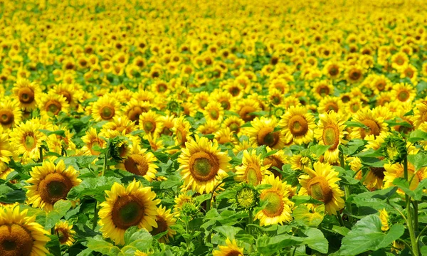 Girasoli — Foto Stock