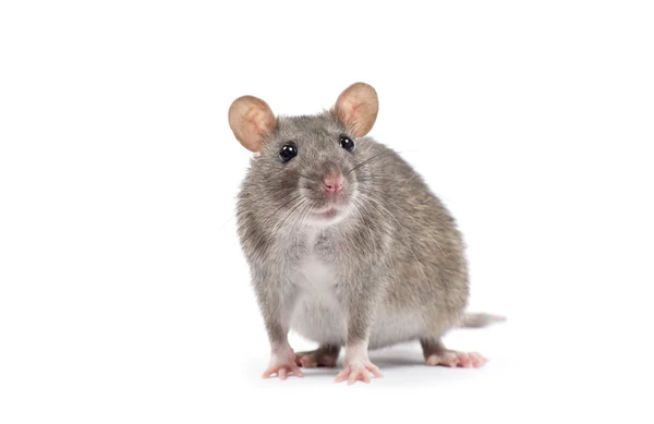 Rat på vit — Stockfoto