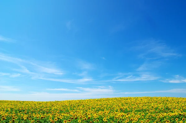 Mavi gökyüzü üzerinde ayçiçeği çiçeklenme tarlası — Stok fotoğraf