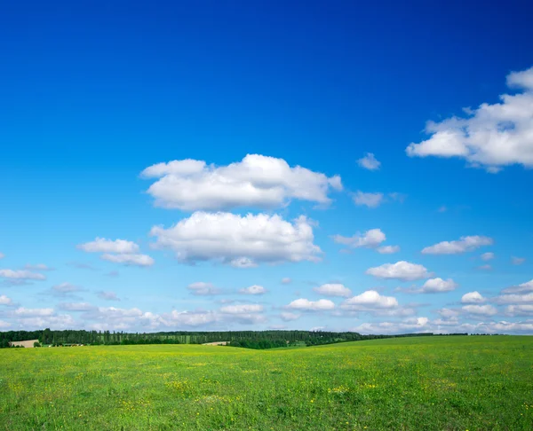 Campo verde — Foto Stock