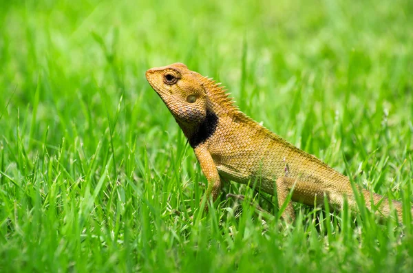 Lagarto — Fotografia de Stock