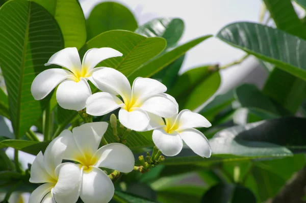 Flores — Foto de Stock