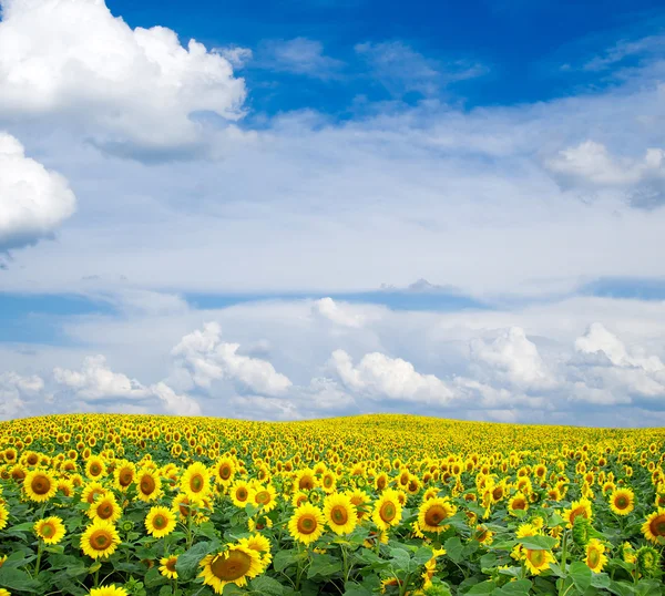 Blooming field of sunflowers on blue sky — Stock Photo, Image