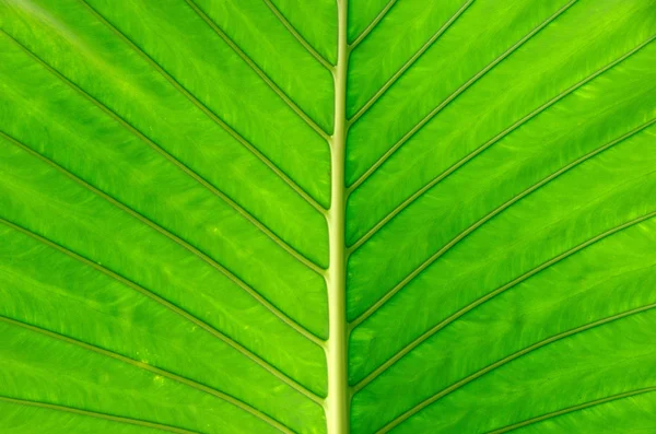 Folha — Fotografia de Stock