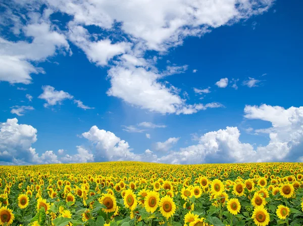 Sonnenblumen — Stockfoto