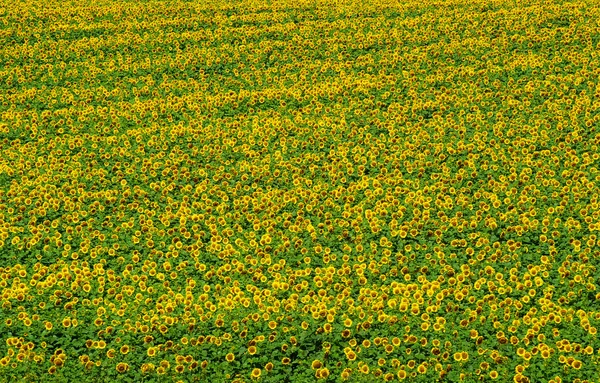 Girasoles —  Fotos de Stock