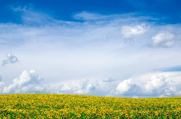 Blommande fält av solrosor på blå himmel — Stockfoto