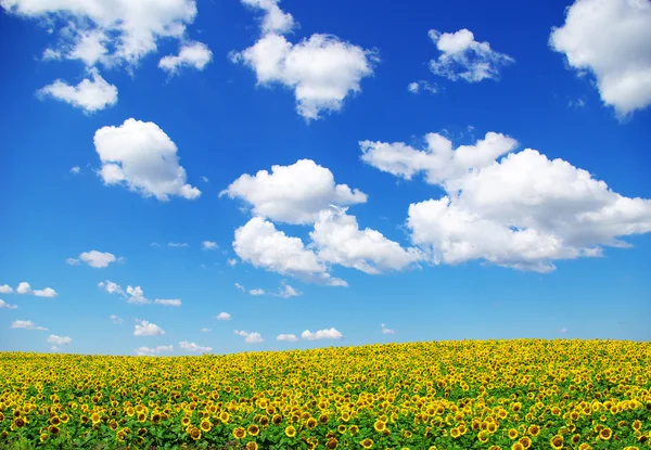 Zonnebloemen — Stockfoto