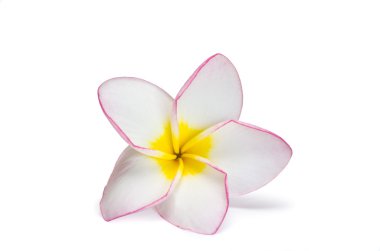 çiçek frangipani