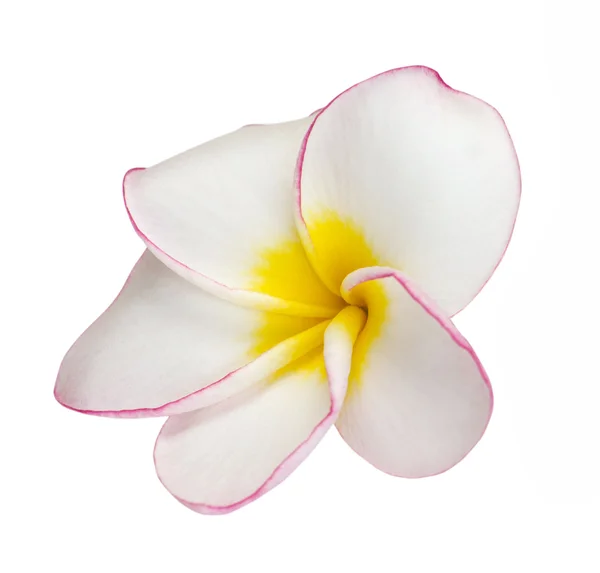 Frangipani — Stok fotoğraf