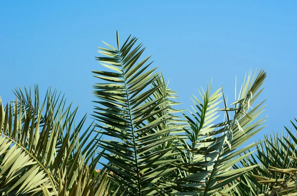 Zelené palmy — Stock fotografie