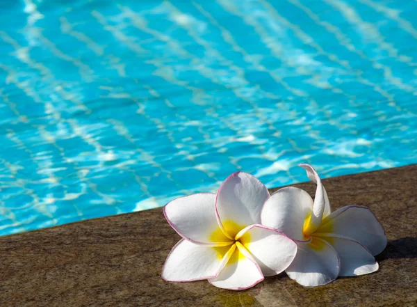 Květina na bazén — Stock fotografie