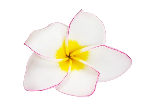 Çiçek frangipani — Stok fotoğraf