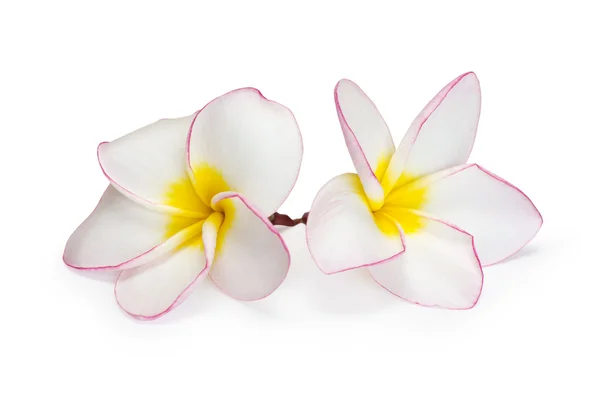 Flower frangipani — Stock Photo, Image