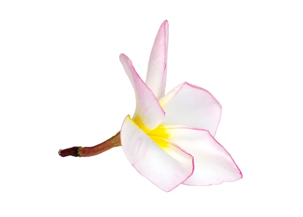 Fiore di Frangipani — Foto Stock