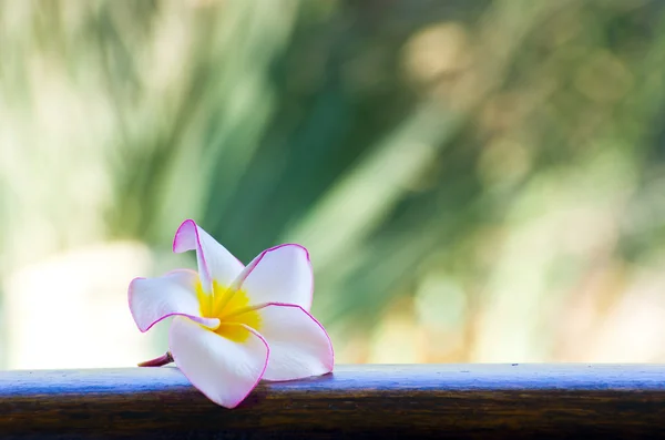 Flores — Fotografia de Stock