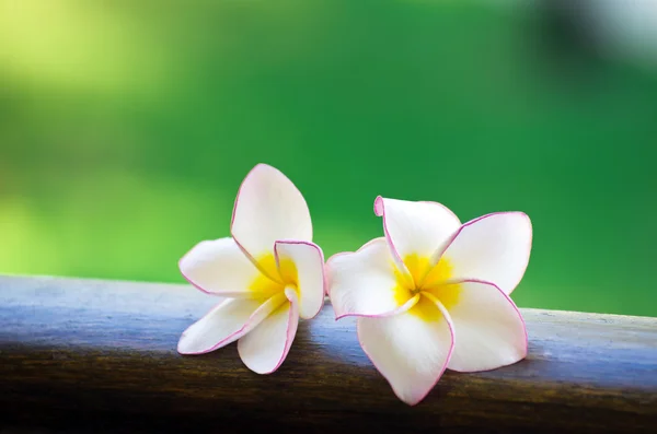 Flowers — Stock Photo, Image