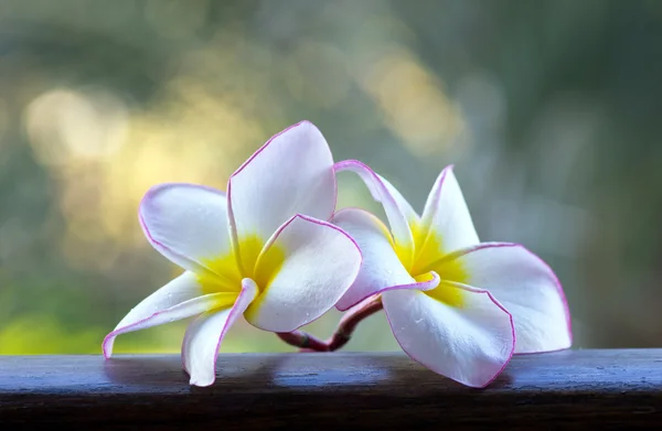 Flores — Fotografia de Stock