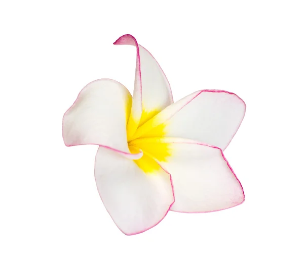 Frangipani flower Stock Picture
