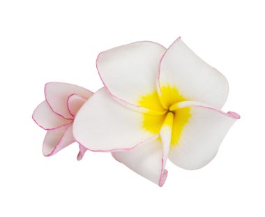 çiçek frangipani