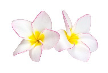 çiçek frangipani