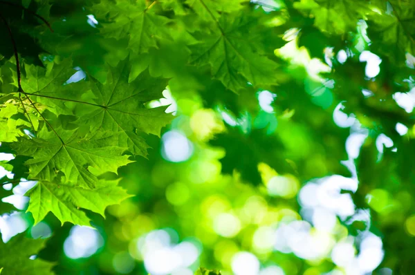 Green leaves — Stock Photo, Image