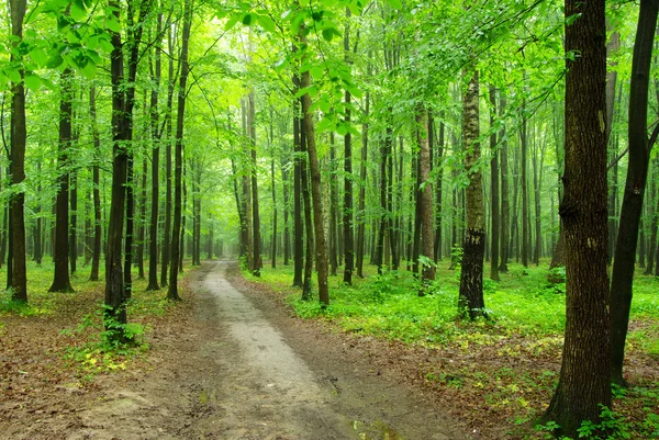 Sommaren skog — Stockfoto