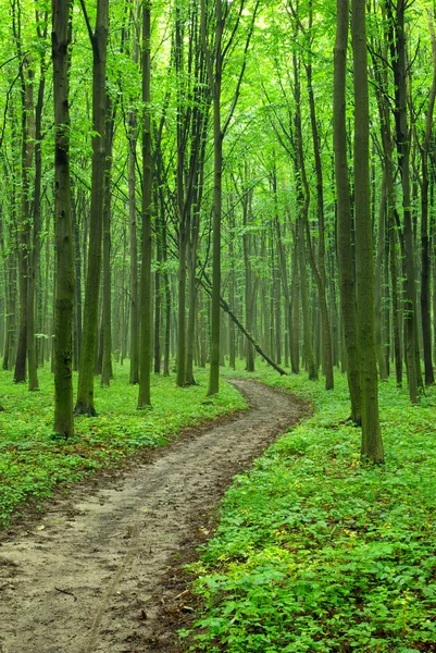 Groen bos — Stockfoto