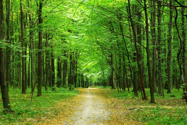 forest