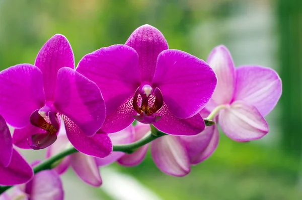 Orchidée — Photo