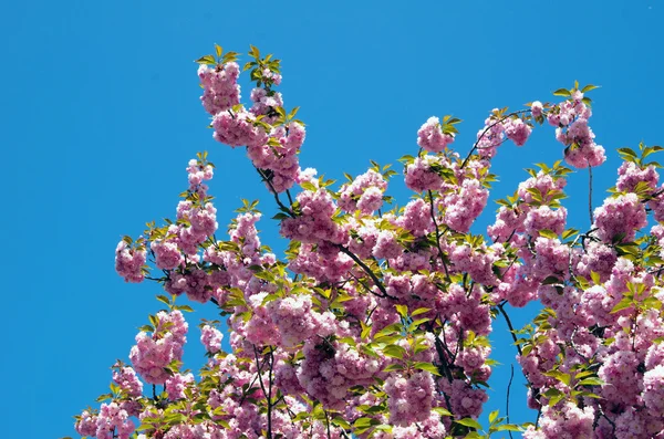 Blommor — Stockfoto