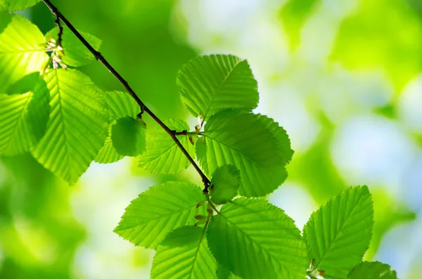 Gröna blad — Stockfoto