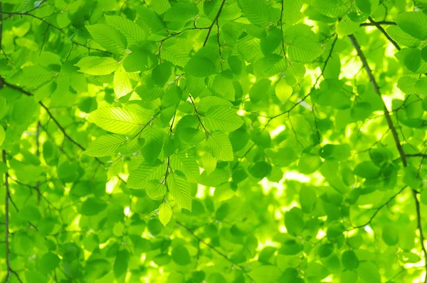 Grüne Blätter — Stockfoto