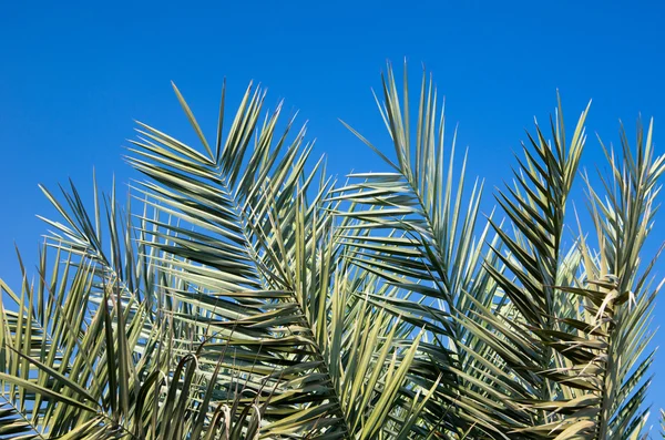 Palme — Stockfoto