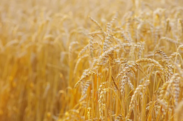 Gouden tarwe — Stockfoto