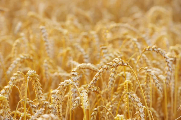 Wheat field — Stock Photo, Image