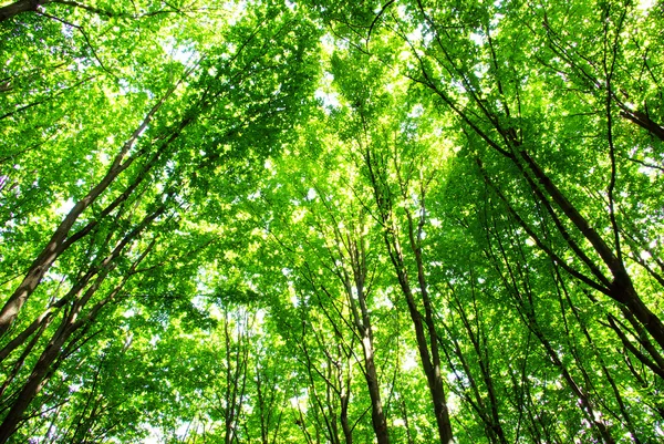 Drzewa leśne — Zdjęcie stockowe