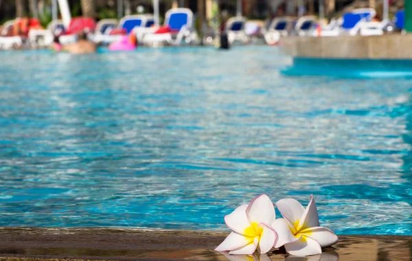 Flor Plumeria en la piscina —  Fotos de Stock