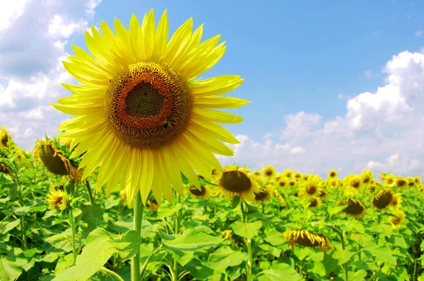 Zonnebloem veld — Stockfoto