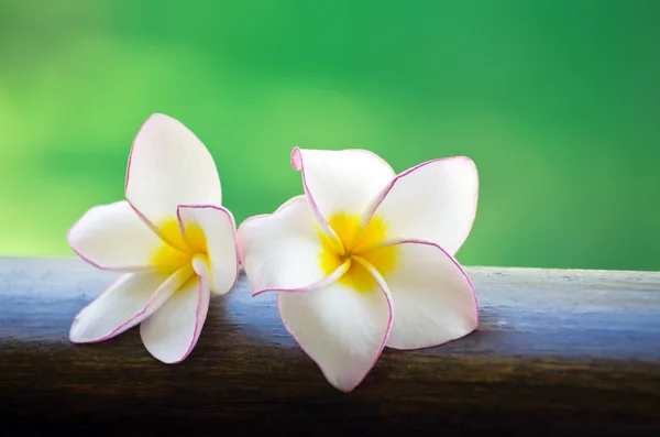 Flores — Foto de Stock