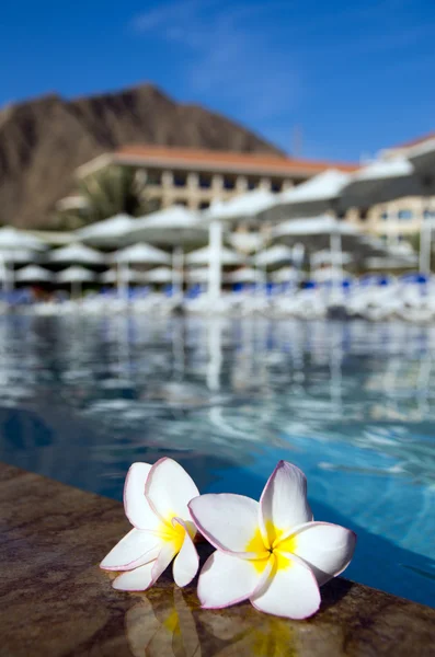 Flor en la piscina — Foto de Stock