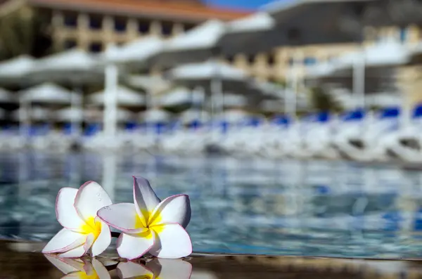 Flor tropical — Fotografia de Stock