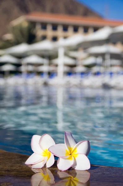 Piscina Piscina. — Foto de Stock