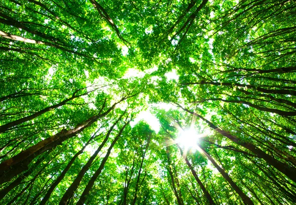 Grüner Wald Stockfoto