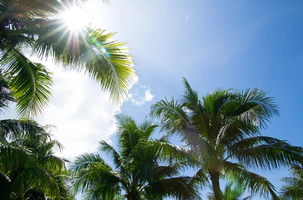 Palm tree — Stock Photo, Image