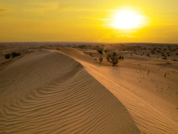 Deserto — Fotografia de Stock